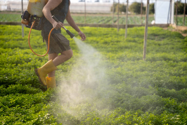 Best Pest Inspection Near Me  in Black Canyon City, AZ