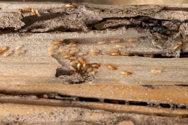 Best Commercial Pest Control Services  in Black Canyon City, AZ