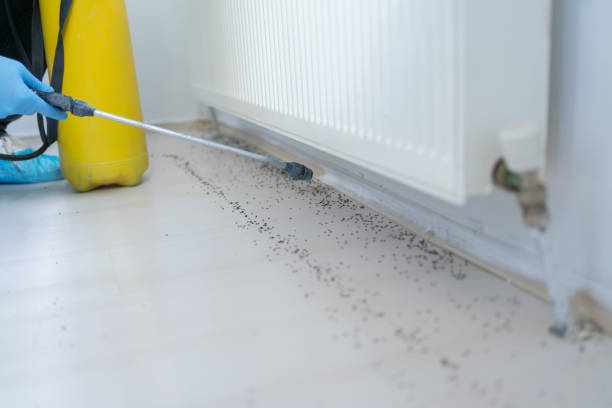 Reliable Black Canyon City, AZ Pest Control Solutions