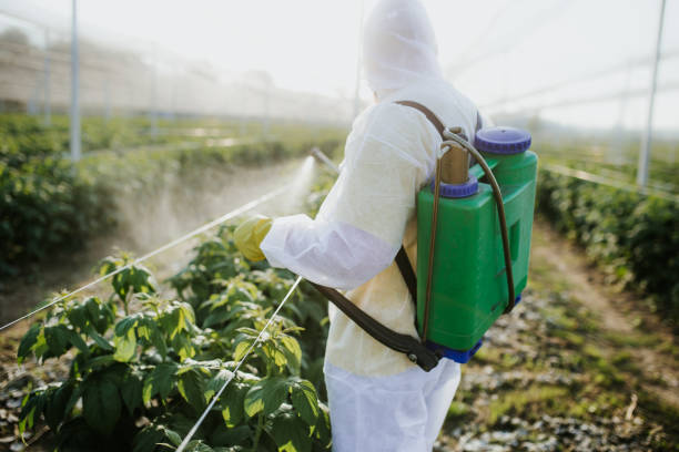 Best Mosquito Control Services  in Black Canyon City, AZ